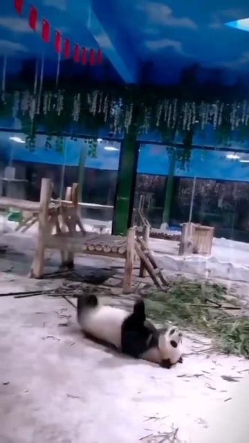 Панды 🥰 около 2000 особей живут в дикой природе Китая, а 350 — в зоопарках