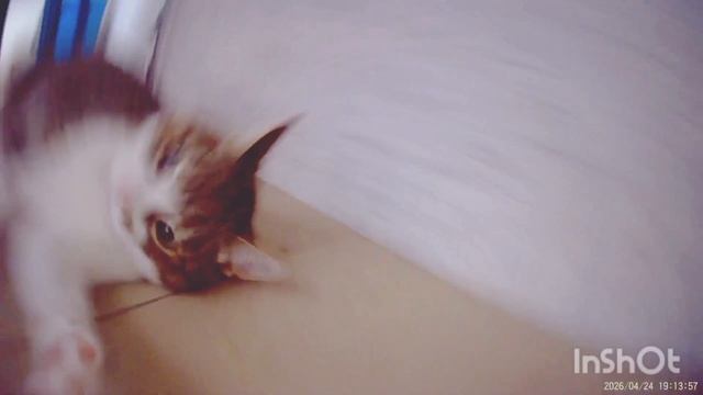 кот и кошачья мята