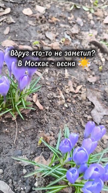 в Москве - весна .mp4