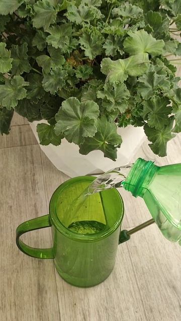 Герань выдаст 30-40 цветоносов, главные 3 правила!