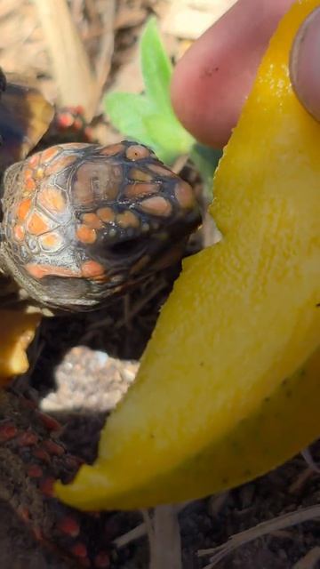 Походная еда