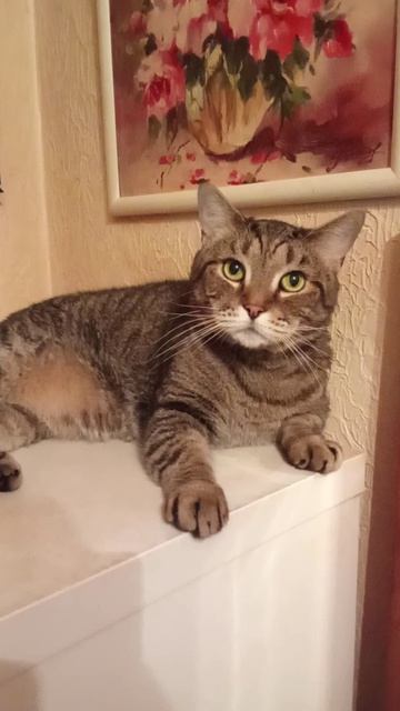 Мой ласковый утешный зверь.