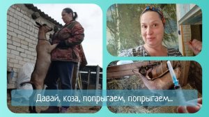 Козу раздуло 🎈Секретный рецепт 🤫