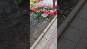 прогулка с Илюшей 😘😘🐰🐇🍀☘️🌲🌳🪵🌹🌷💐🪨🪨