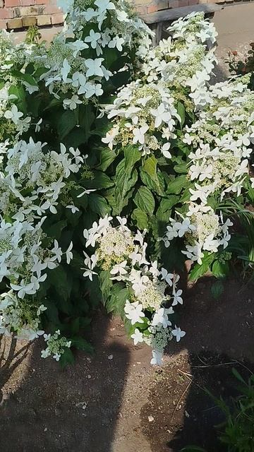 Метельчатая гортензия Меджикал Старлайт.