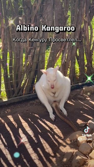 Когда Кенгуру Просветлел… Вот- как оно выглядит -это просветление! 😜👌