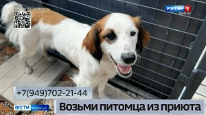 Возьми питомца из приюта