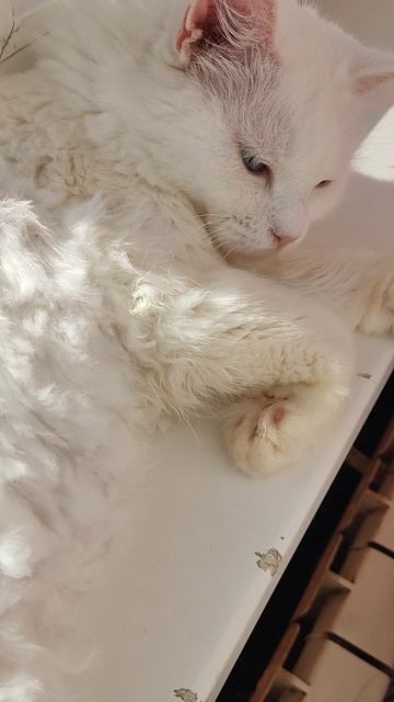 Рыжик, Торшер и Белочка