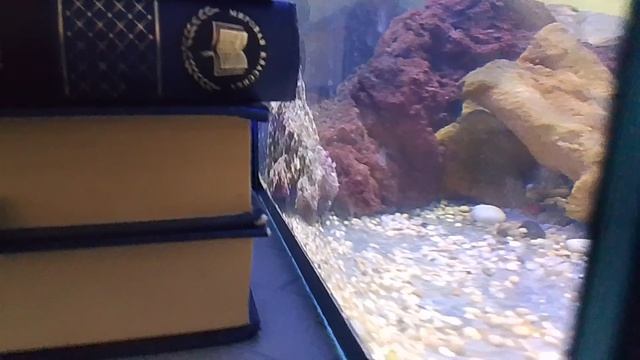 покупаю живой камень для морского аквариума на 30 л