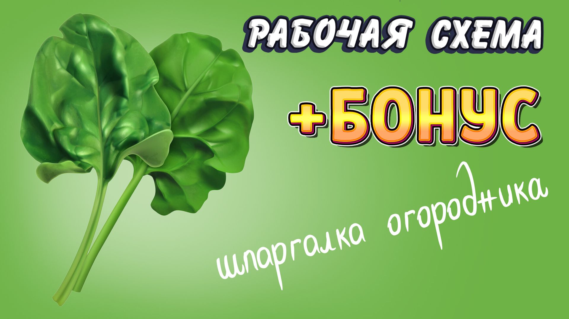 ШПИНАТ. Полный цикл: от посева до сбора урожая и способа хранения. Все тонкости и секреты / Культуры