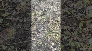 После зимы первый раз пришла на огород. Посадили жимолость.