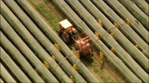 Home Music Sandrine Piau - Cum dederit