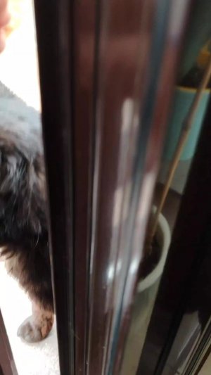 трансляция с шамилем