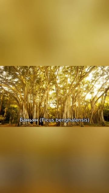 Бутылочное, шелковое, драконово: 10 самых необычных деревьев мира