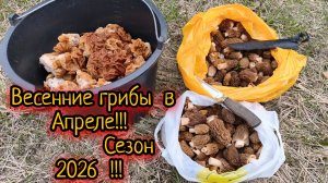 Весенние грибы в Апреле!