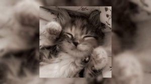 ПЛЕЙЛИСТ ВАЙБОВЫХ ТРЕКОВ speed up