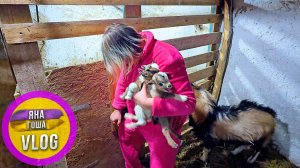 Козлята не хотят есть! Мы отобрали их у мамы!