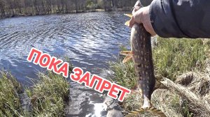 Пешая рыбалка на спиннинг!!!