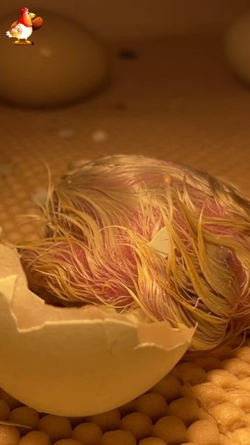Побег из яйца  🐣