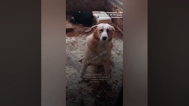 Спасите Жизнь! ПОМОГИТЕ ВЫВЕЗТИ
РОМКУ ИЗ ОТЛОВА🆘

📍отлов Башкирии.

Есть отклик! Ромочку ждут