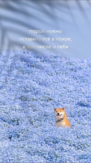 Спокойствие в жизни😌 ©DegDi🔥