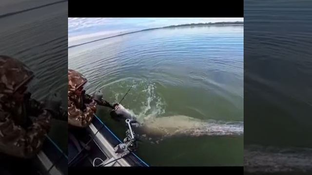 Поймал, погладил, отпустил