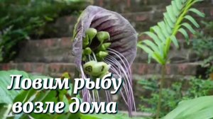 Ловим рыбу в речке возле дома