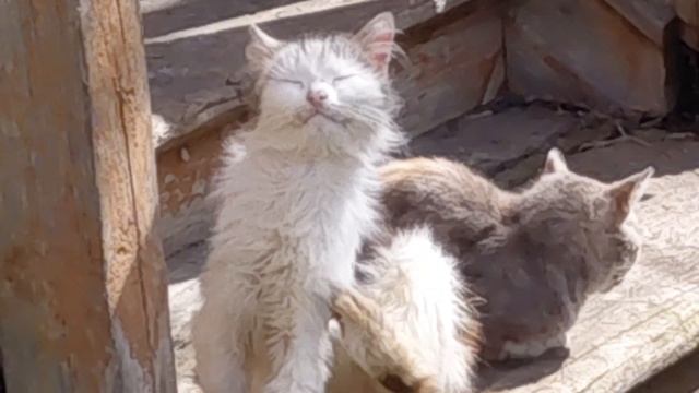 Пешком по ... земле. Кошки.