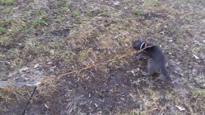 Гуляют котики вдвоем.