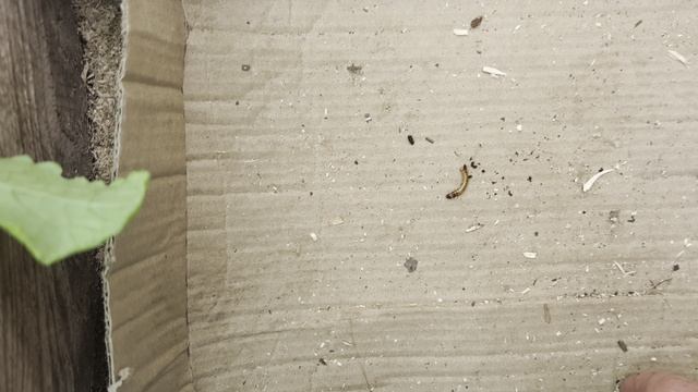 Потери в теплице.Заморозки для рассады не так страшны,как проволочник.