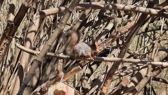 Сакура в лесу