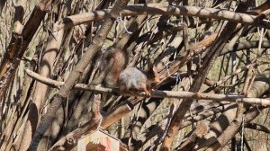 Сакура в лесу