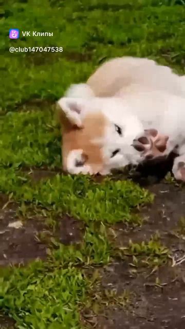 На выпасе  #акита #акитаину #акитащенки #хошивиктория