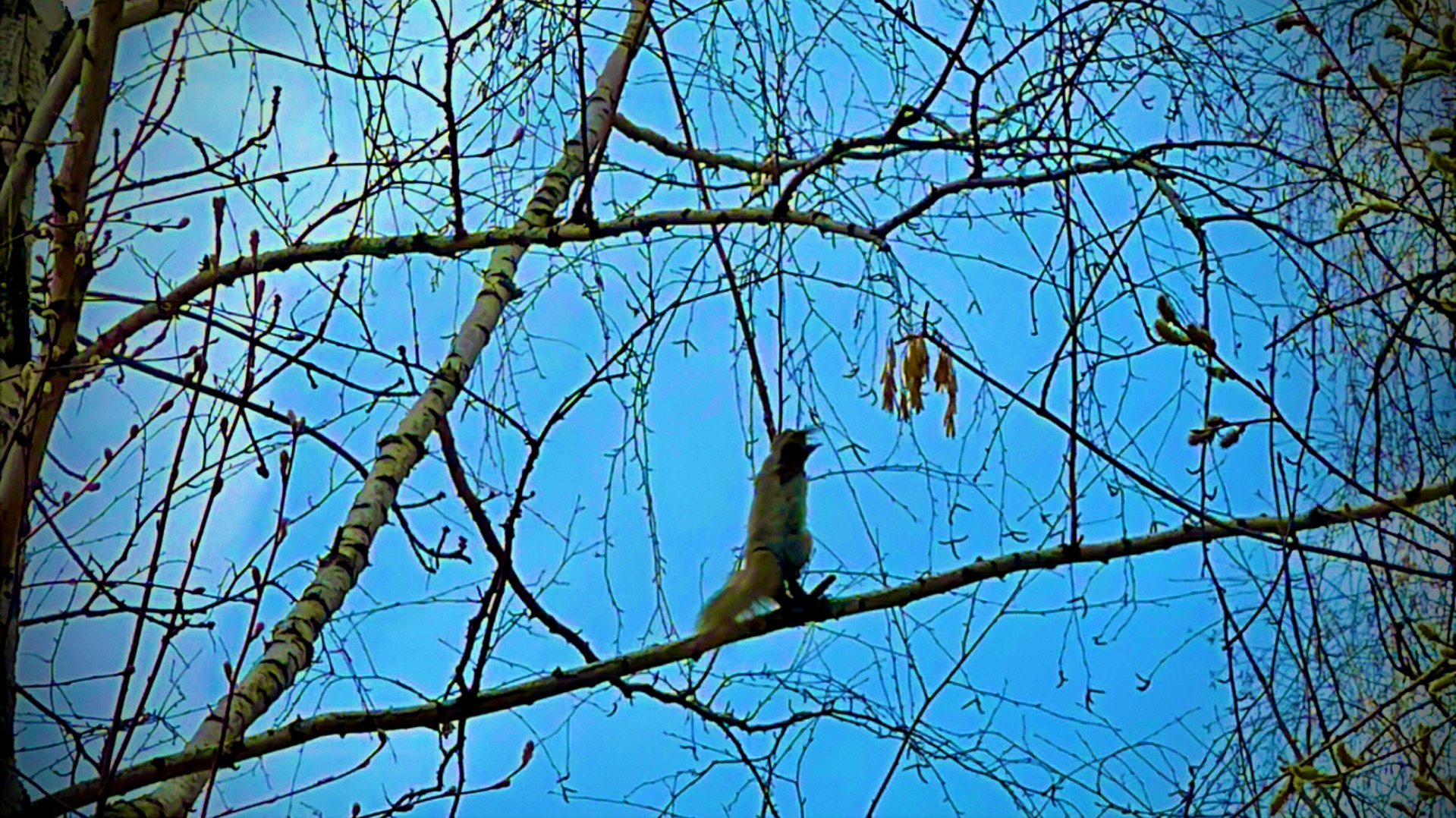 Белка акробатка🐿️