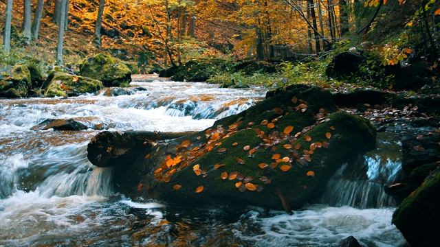 035▪️Горный ручей▪️Осенний лес в горном регионе▪️Футажи ▪️Фантастический пейзаж