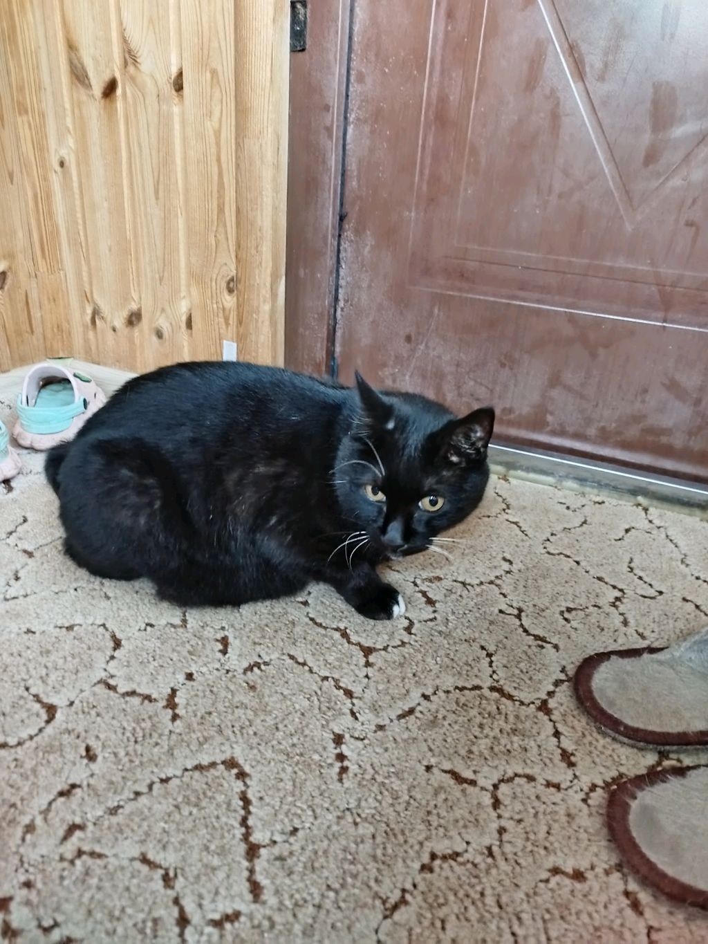 всем приветик