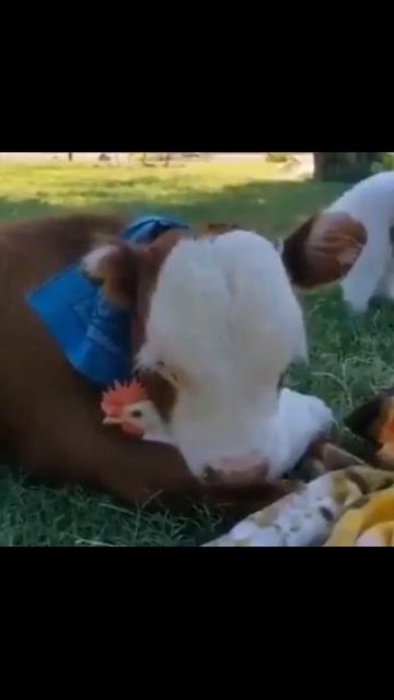 video_13927154062824.mp4