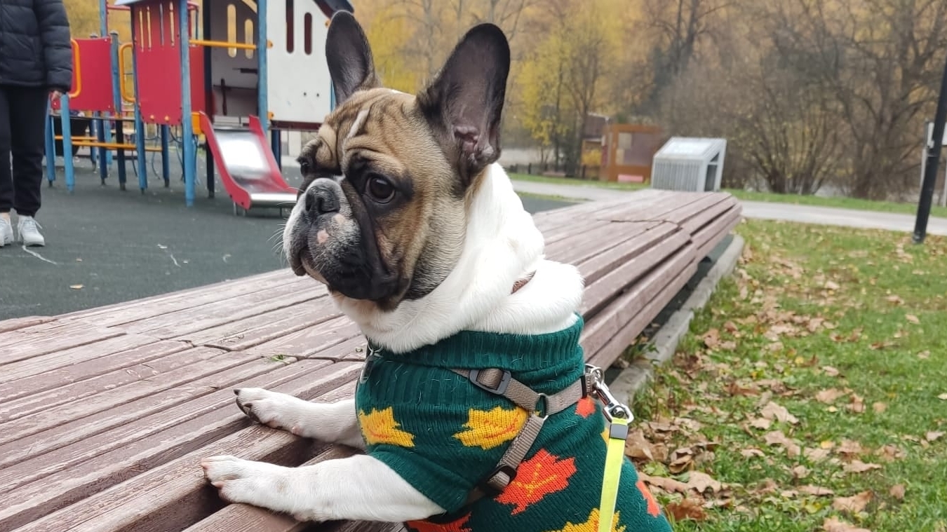 Уважаемые взаимзики! Французский бульдог Стич желает вам доброго дня и бодрого настроения!