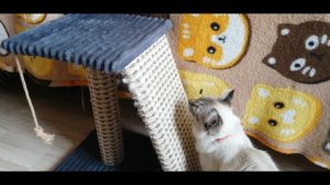 Кот А-Нимус