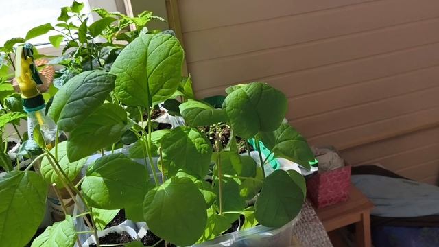 Отвезли рассаду и проехались по делам и магазинам.