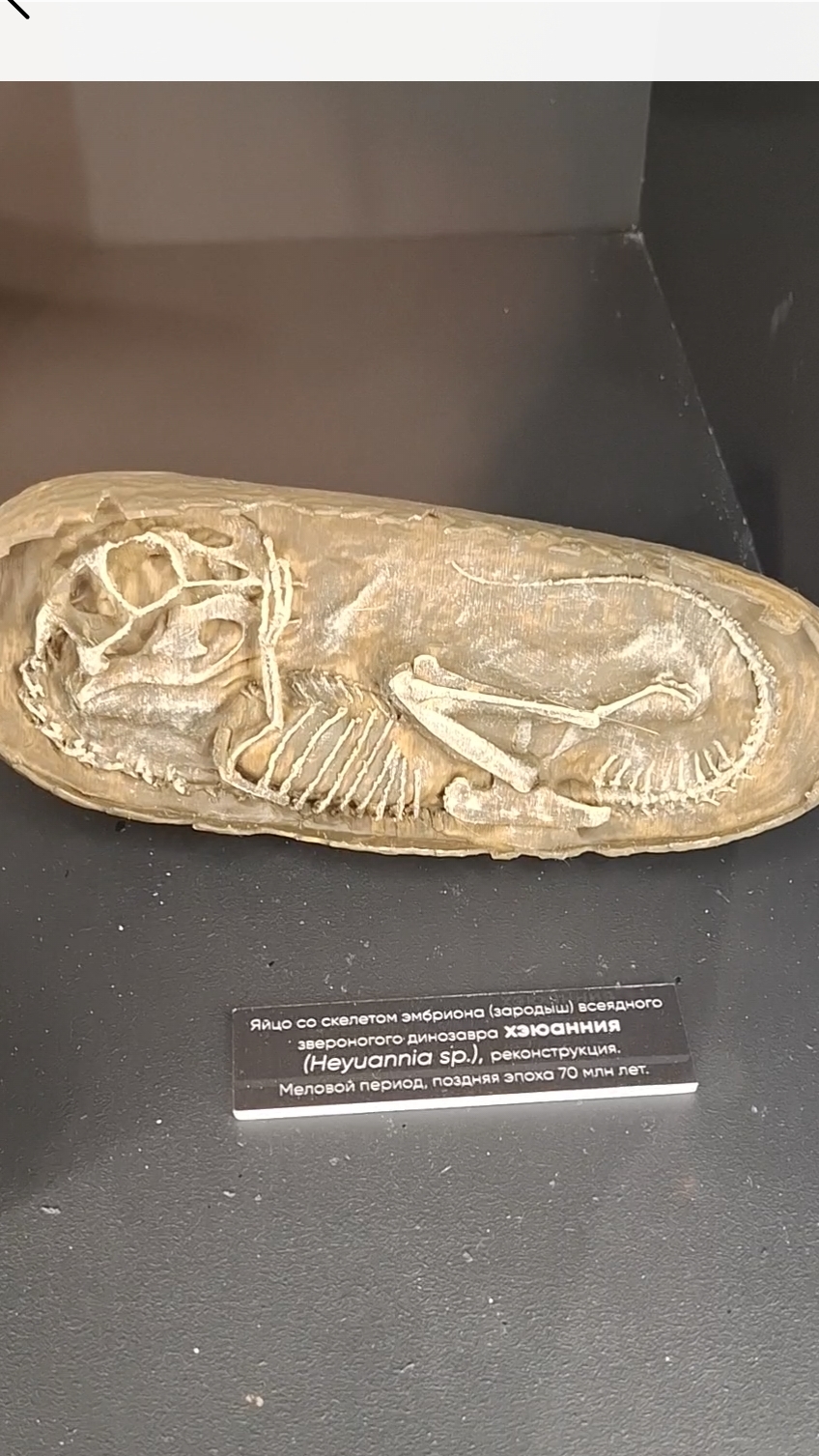Зародыши динозавров так и не вылупились❤️🔥в Музее истории Мироздания #динозавры #история #музей