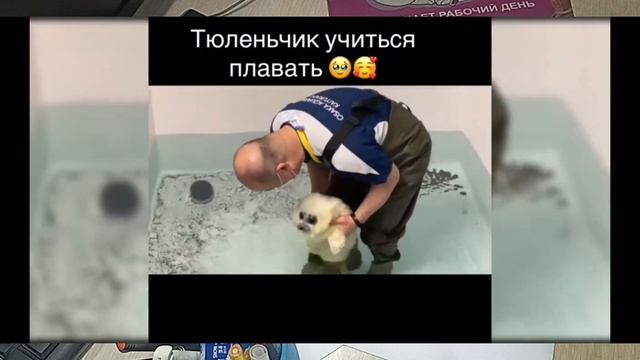 тюлени!!!)рисую тюленчика))