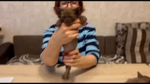 Котята питомника кошек  БАГСИ