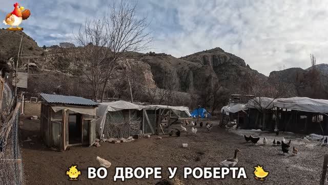 Содержание кур в домашних условиях и других птиц во дворе у Роберта 🐣🐤🦆🐔🪿🦃 (478)