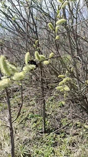 Весна 🌿🌷☀️