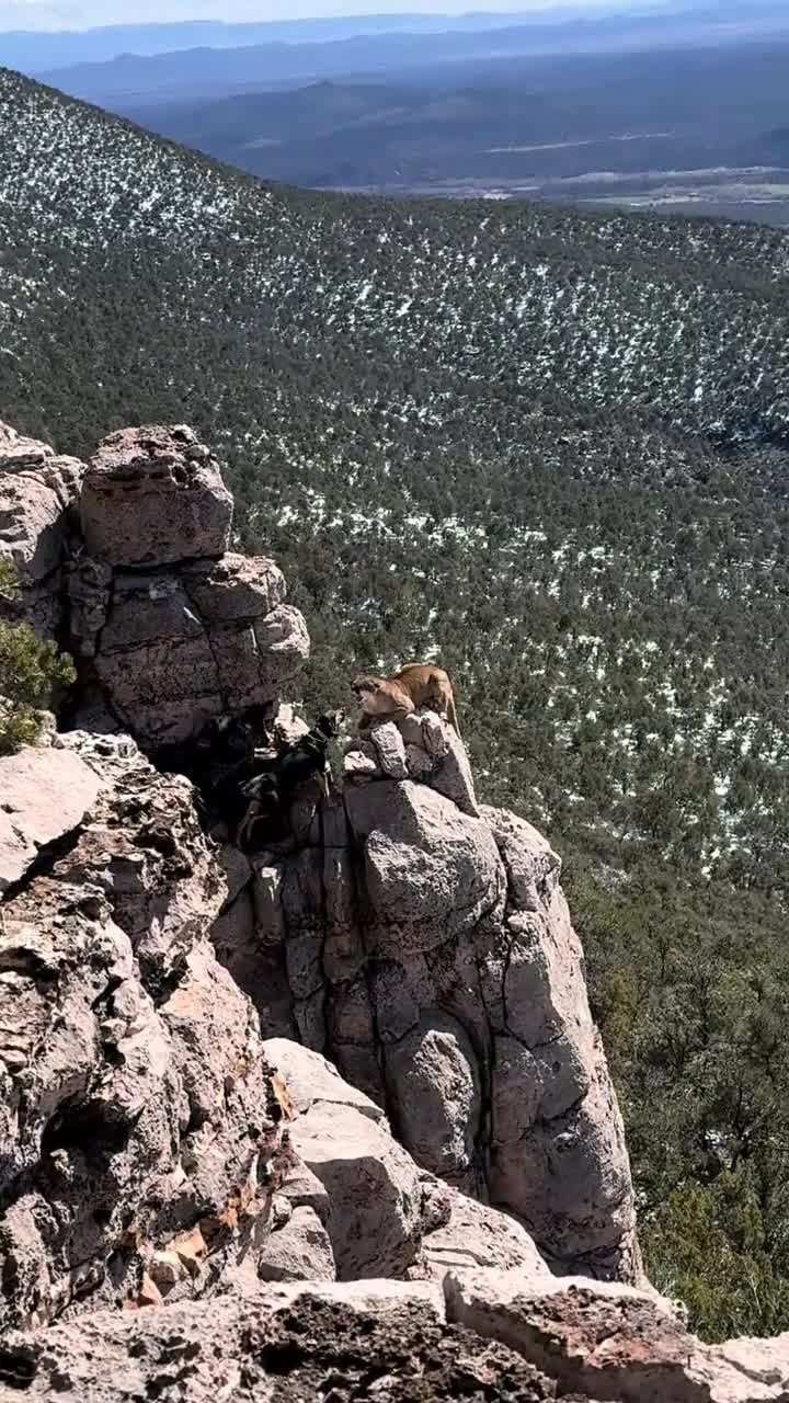 #видео #животные #Милые