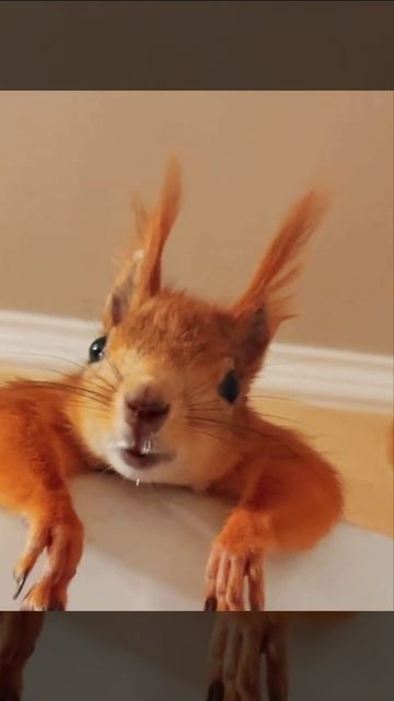 кто ты таков какбы спрашивает белка