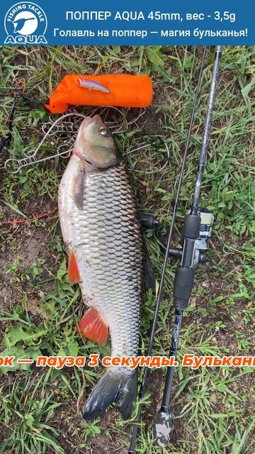 Голавль на поппер — магия бульканья! Рыбалка на УРА!