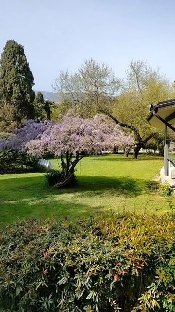 г. Ялта. Набережная. апрель 2026 год.