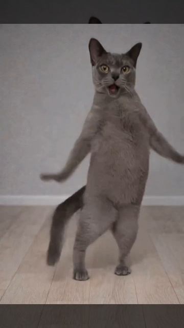 кот танцует под любимой трек🤣🤣